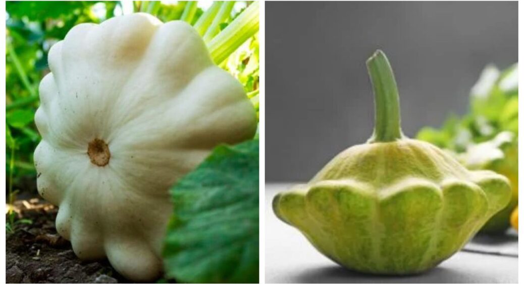 Ці малі гарбузи стануть прикрасою дому: що таке патисони й чому їх варто посадити в 2025 році 