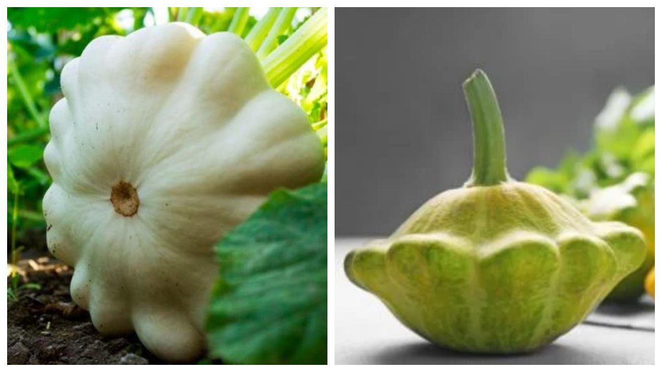 Городники пояснили, як виростити патисони в своєму саду та у городі