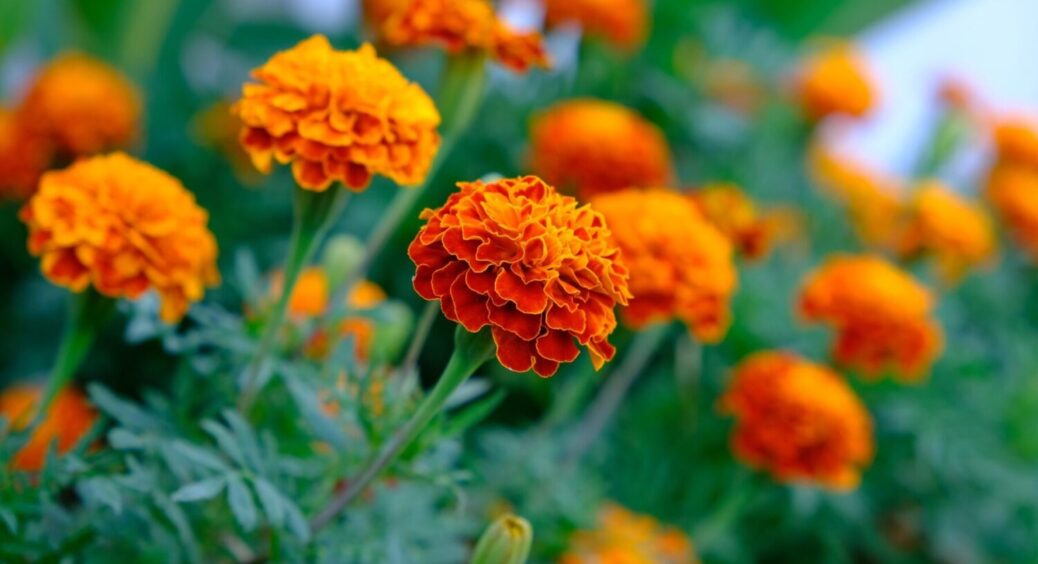 Ці квіти потрібно посіяти навесні: отримаєте безперервне цвітіння та перші яскраві фарби в саду 
