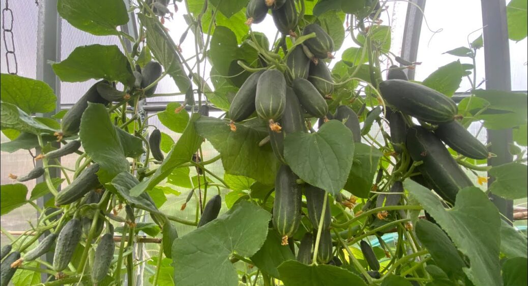 Сусіди будуть заздрити, бо вродить “дай Боже”: цей сорт – чемпіон серед ранньостиглих огірків 