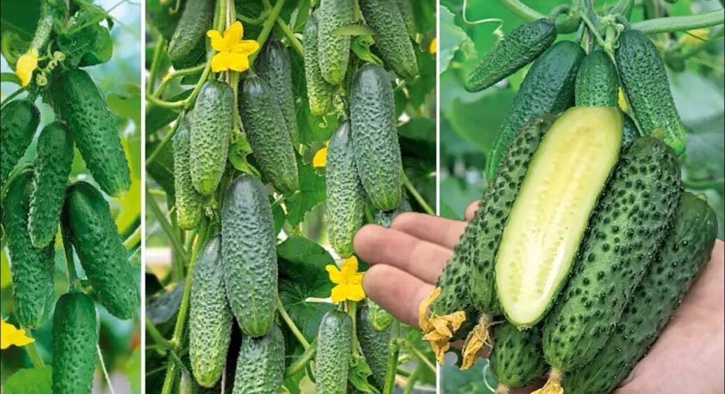3 сорти огірків, які не бояться ні спеки, ні холодних ночей – на Житомирщині обирають лише їх 