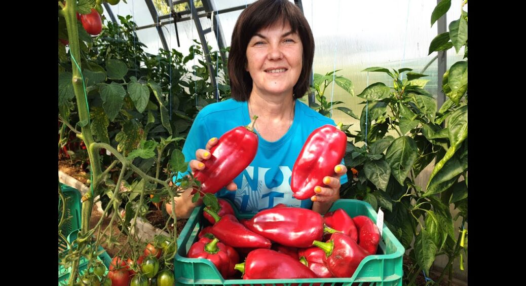 Такі 3 сорти солодкого перцю у 2025 році здивували навіть аграріїв: плоди величезні 