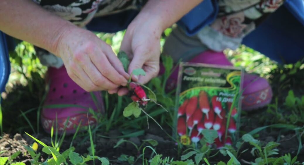 Редиска виросте велетенською і дуже соковитою: це домашнє добриво – хіт у 2025-му 