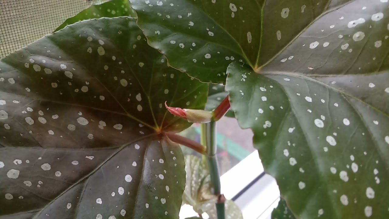 Декоративна бегонія Крила Ангела