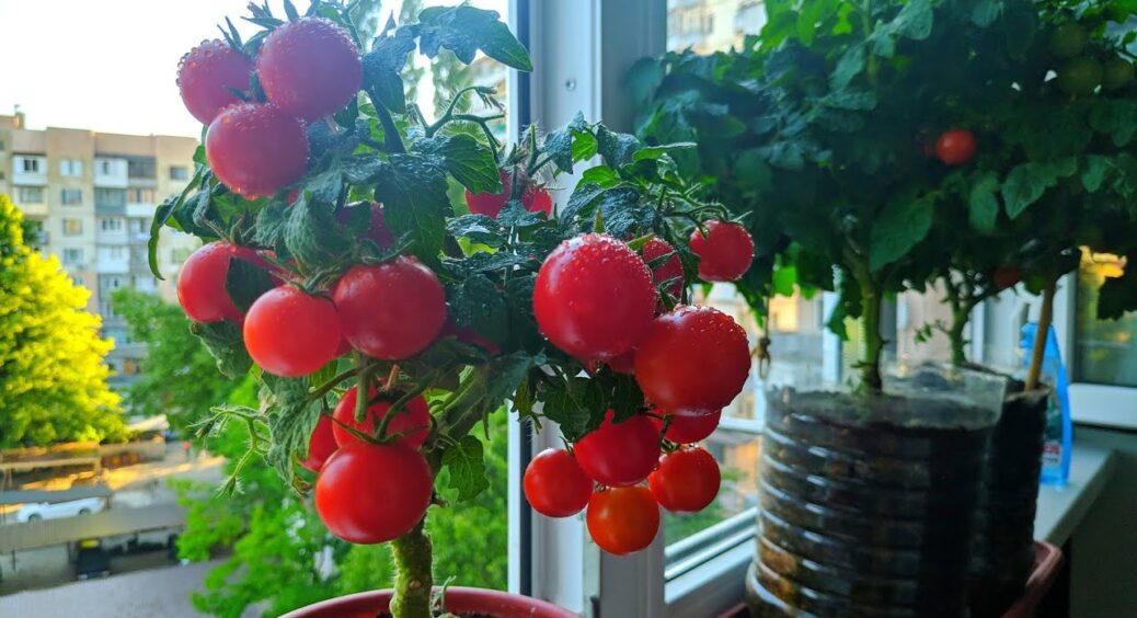 Залишилось 5 дат для посіву помідорів на розсаду: паростки будуть міцними, а врожай солодким 