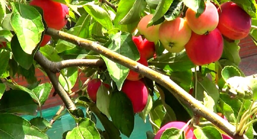 Чим підживити яблуню, щоб плоди не обсипалися: гілки будуть гнутися від ваги фруктів 