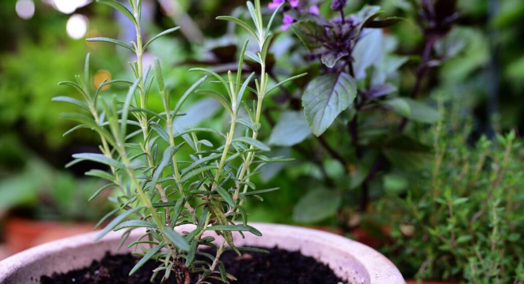 Які рослини можна вирощувати в якості мікрозелені: ТОП-5 безпрограшних варіантів для страв 