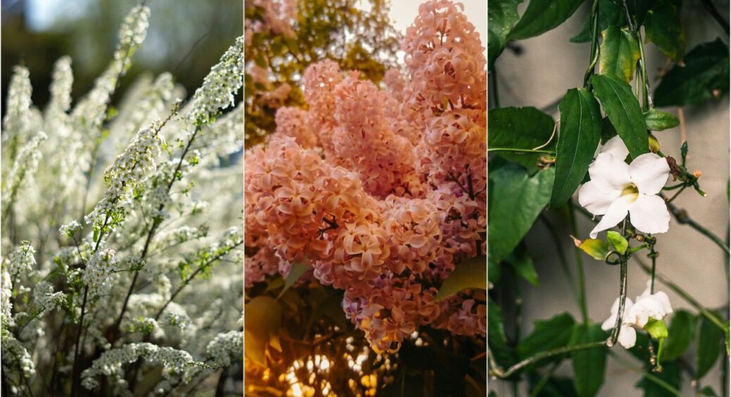 Чемпіони серед кущів 2025: які красиві чагарники посадити в саду – названи найкращі варіанти 