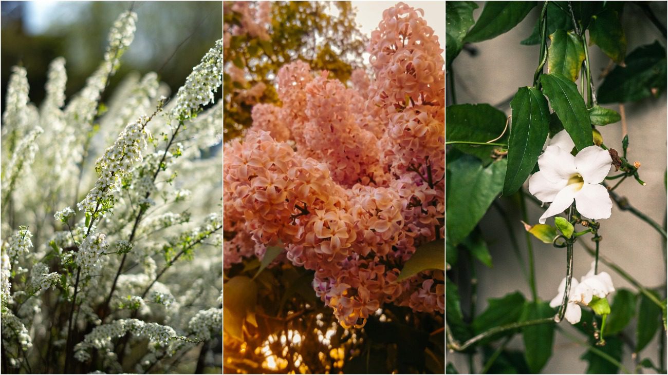 Чемпіони серед кущів 2025