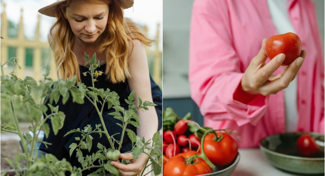 На початку літа вже перший урожай: назвали сорти найбільш скоростиглих томатів – посадив та забув 
