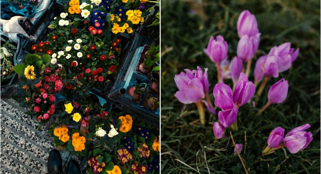 Вибираємо та саджаємо: найкрасивіші квіти для весняного саду – перші зустрінуть вас на дачі 