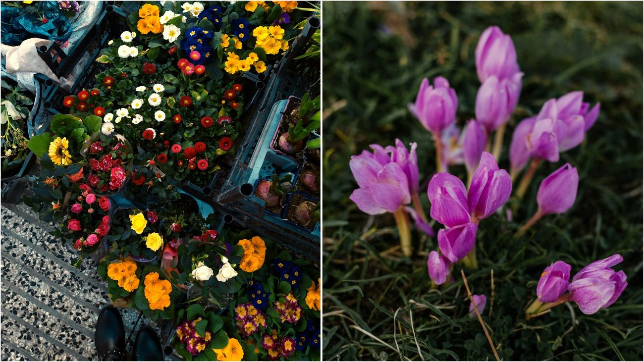 Які весняні квіти краще вибрати для саду 2025 