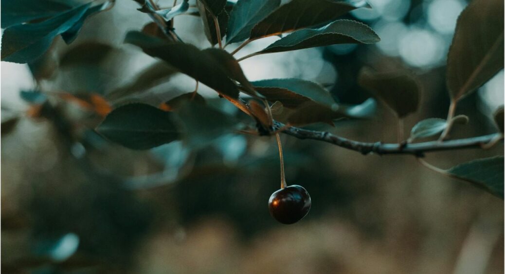 Можна роками чекати на рясний урожай вишні, а можна правильно її обрізати: ефект – фантастика 