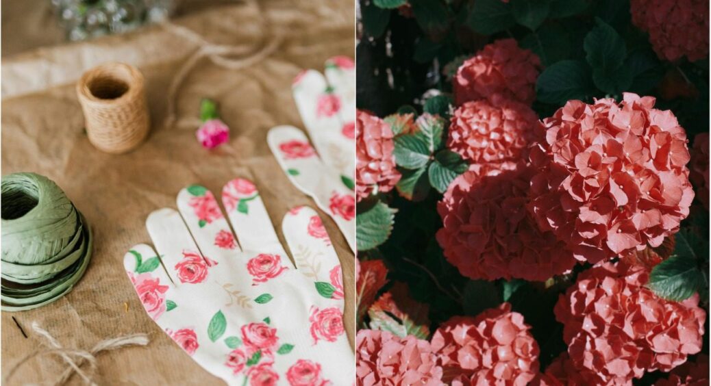 Обов’язково зробіть це зі своїми дачними квітами до березня, інакше пишного цвітіння не чекайте 