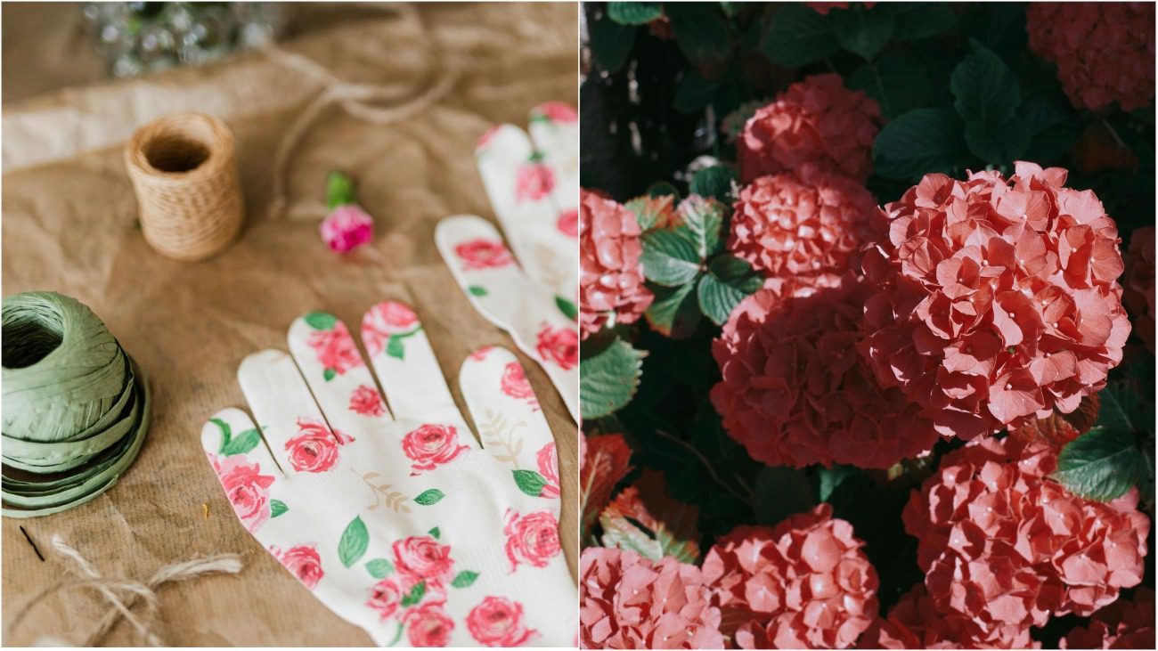 Що обов'язково потрібно зробити з дачними квітами до березня