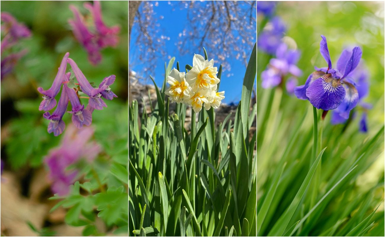 Садівники назвали найкращі багаторічні першоцвіти