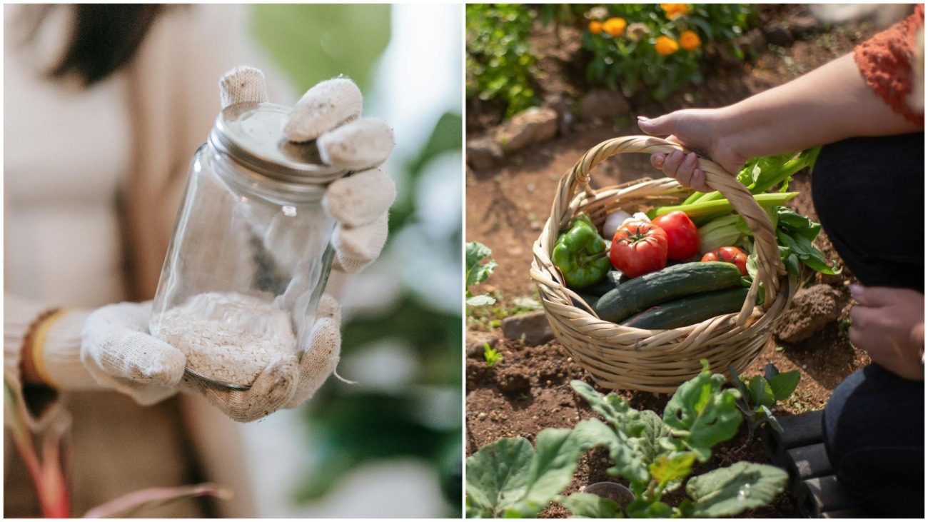 Городники назвали дешеве добриво, яке люблять майже всі овочі на грядках