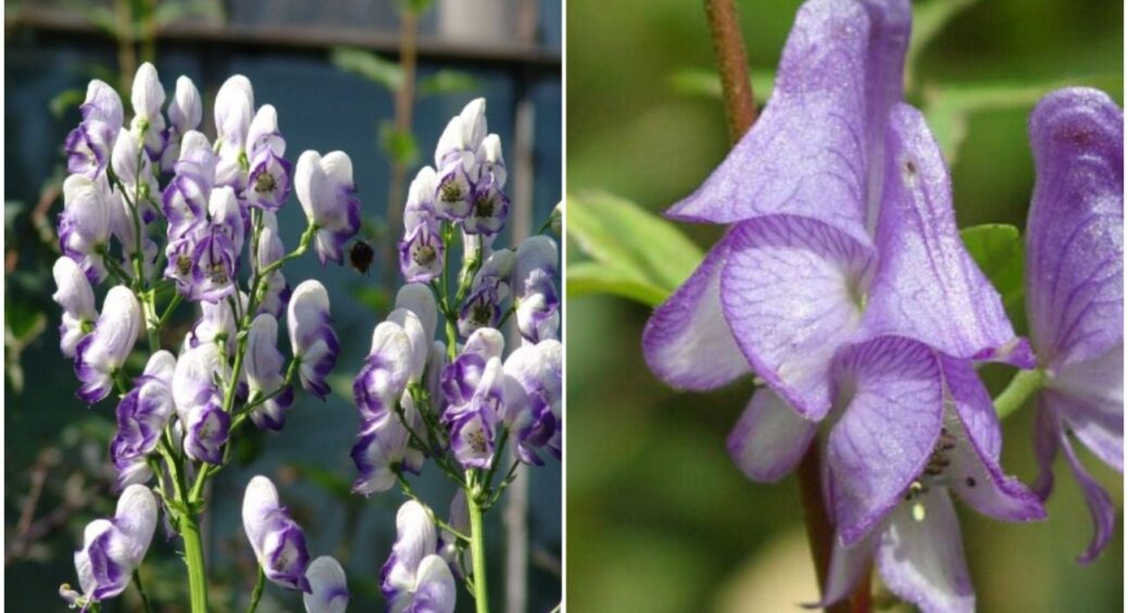 Не рослина, а “вовк в овечій шкурі”: агрономи попередили про небезпечну квітку на ділянці 