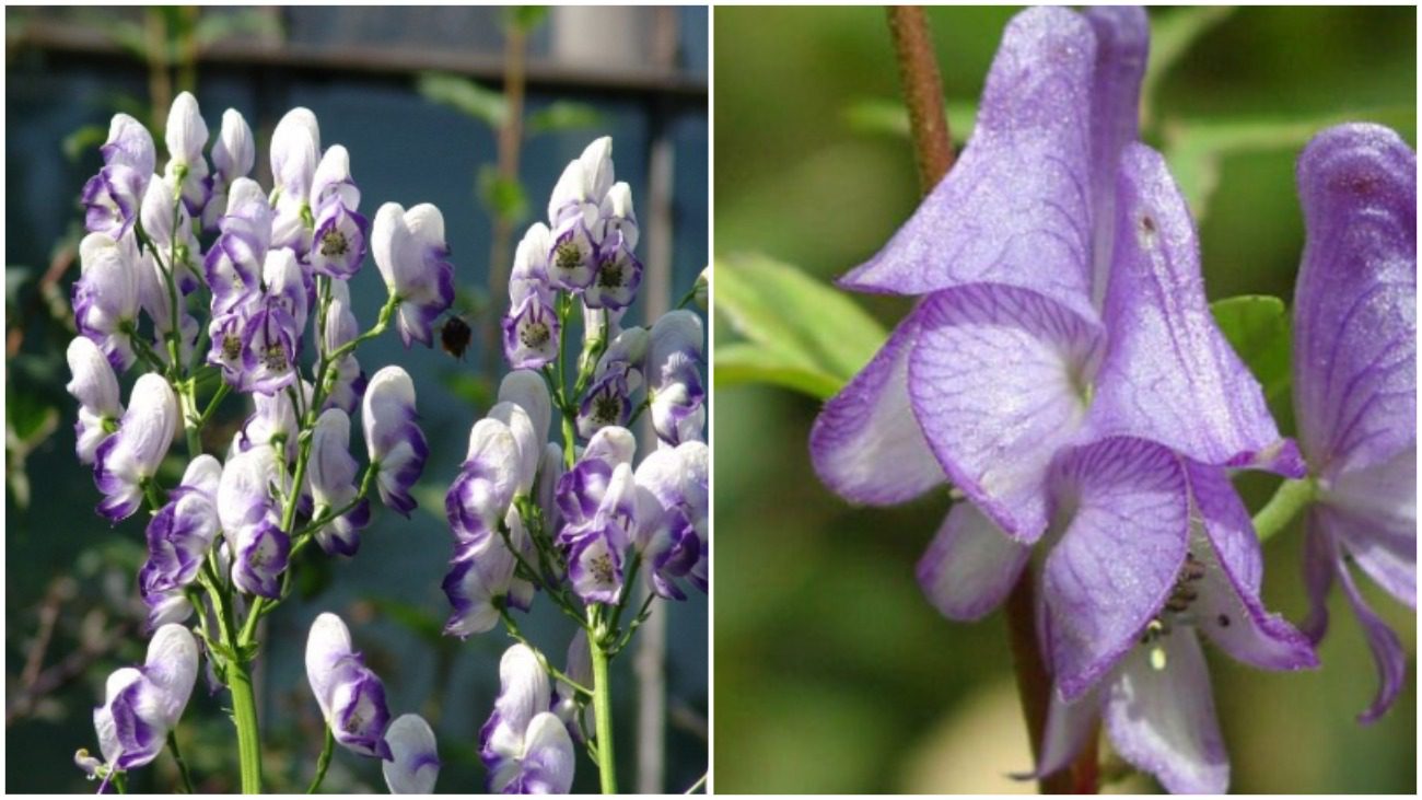 Агрономи попередили про небезпечну пахучу квітку на ділянці