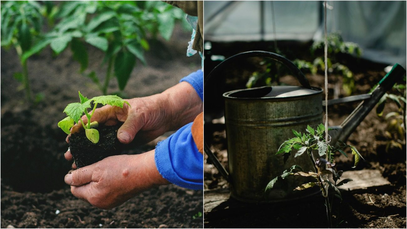 Які овочі можна посадити у тіні без шкоди для врожаю