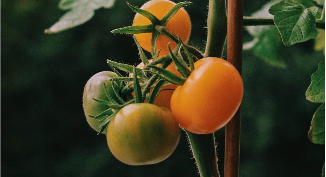 Справжній скарб на городі: найкращі сорти жовтих томатів, які здивують не лише зовнішнім виглядом 