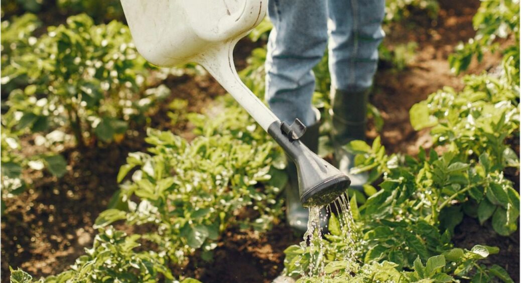 Де вони, там завжди рясні і здорові врожаї: 3 рослини-індикатора родючості землі 