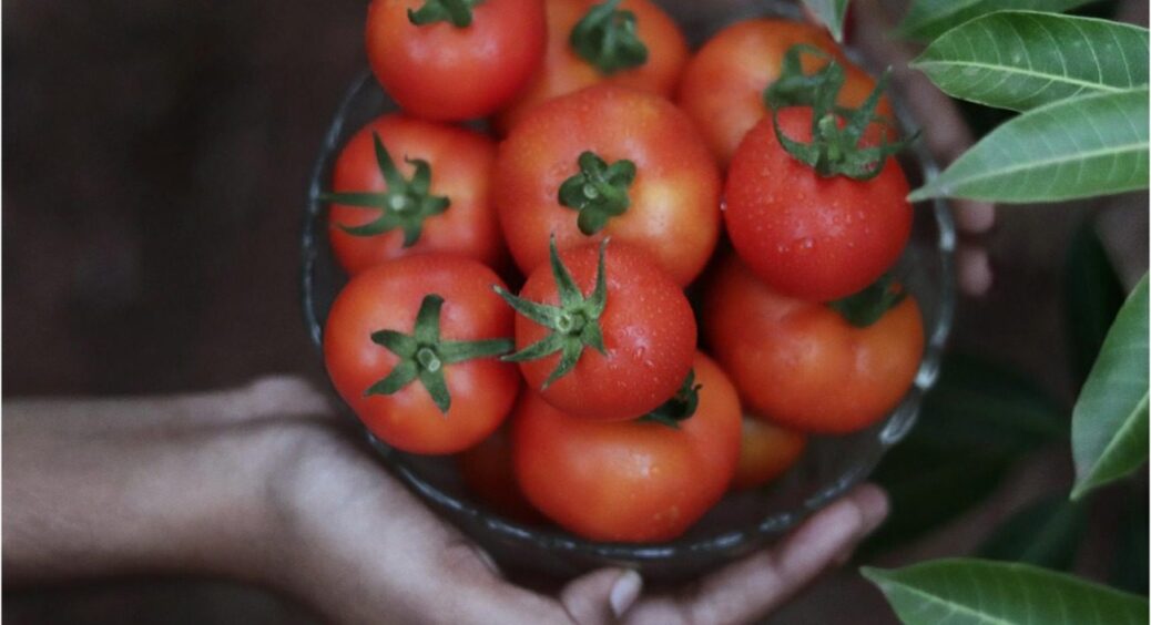На кущі “місця живого” не буде від помідорів: цей низькорослий сорт б’є рекорди урожайності 