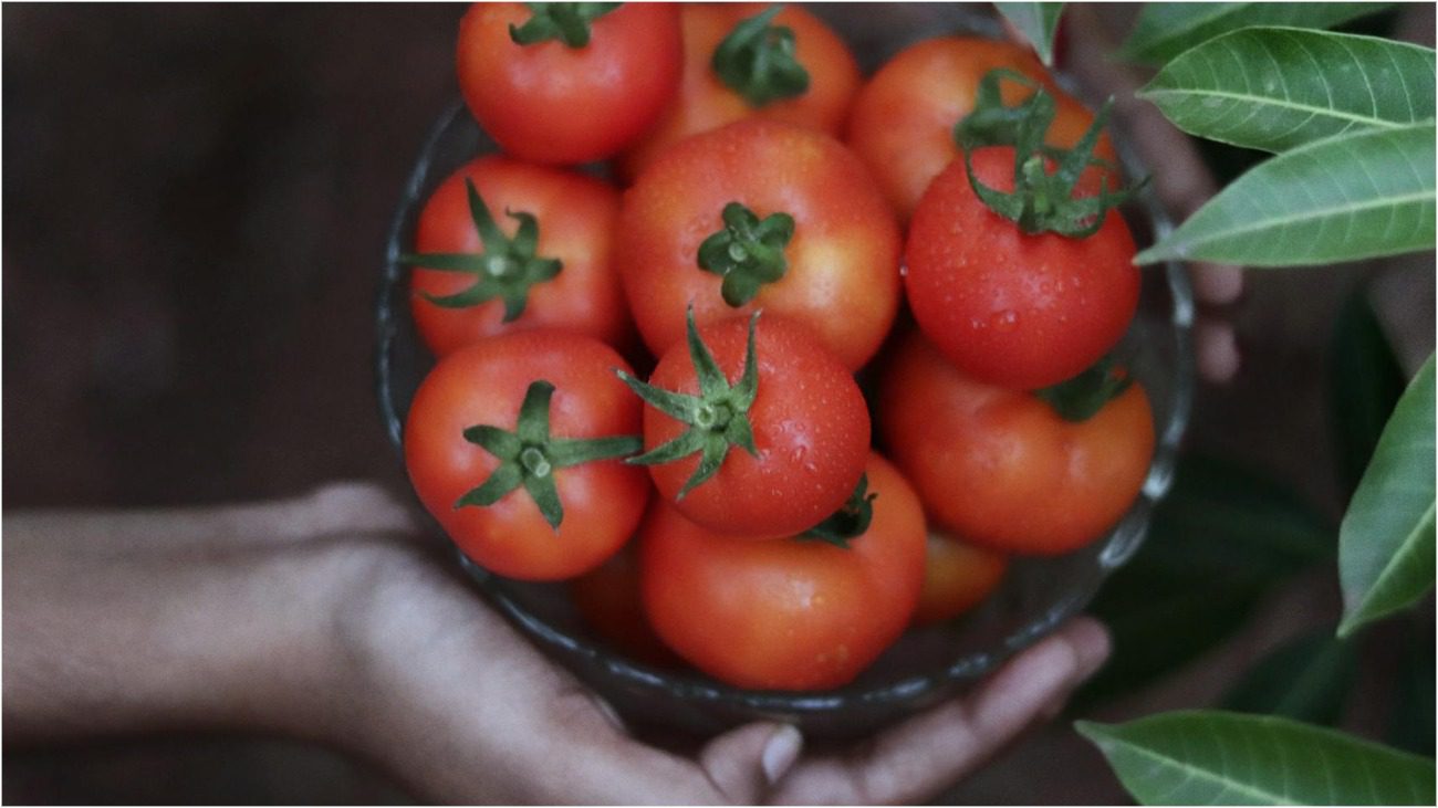 Найврожайніші сорти низькорослих томатів в Україні