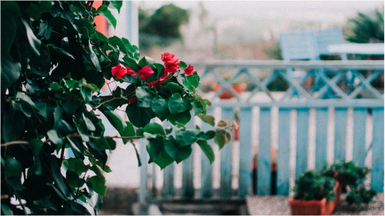 Садівники розповіли, чим модно прикрашати паркан на дачі