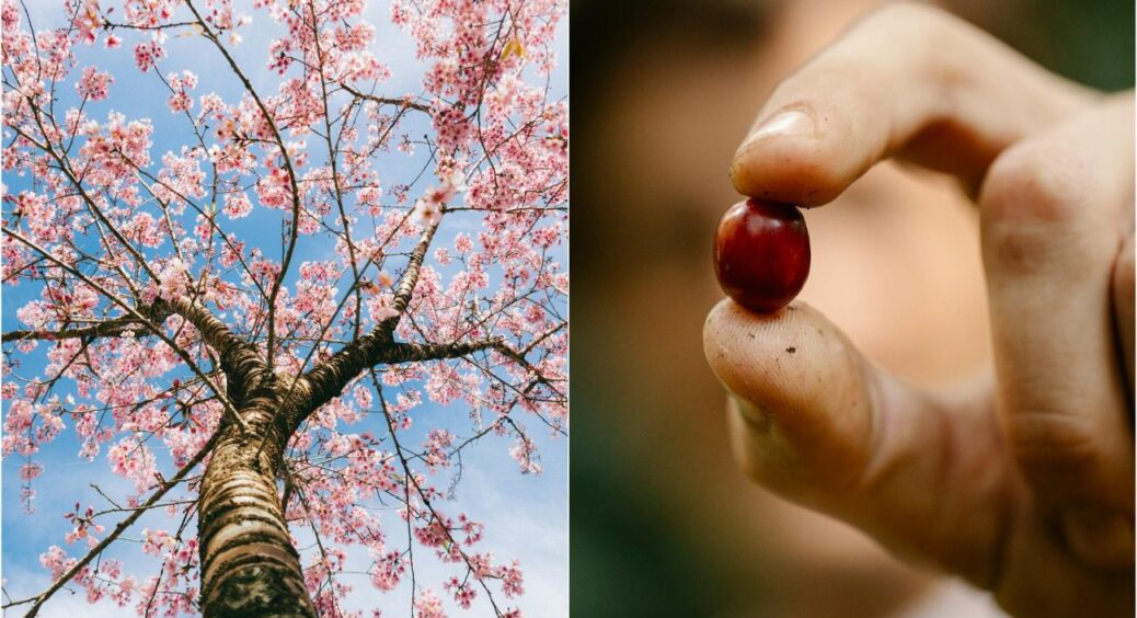 Вживаємо заходів: 5 причин, чому вишня позбавляється своїх плодів – винні не тільки шкідники 