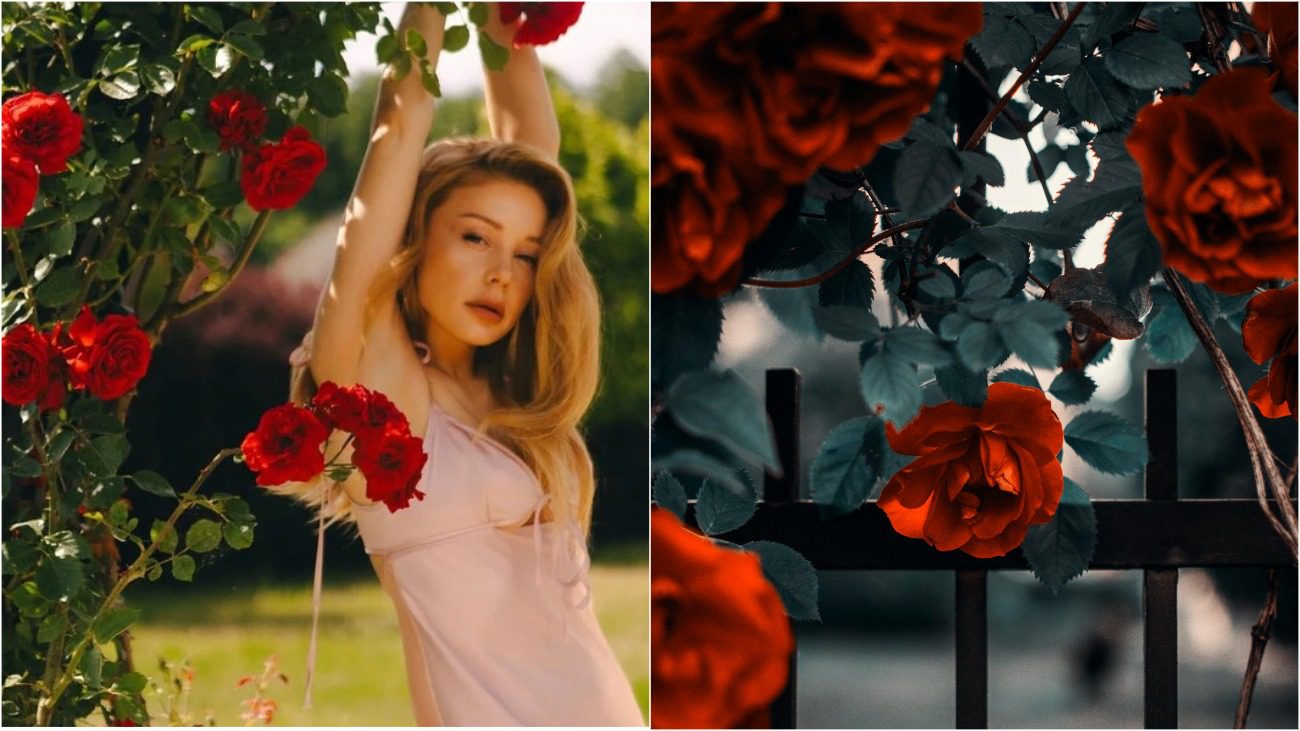 Як доглядати за плетистими трояндами, як у Тіни Кароль