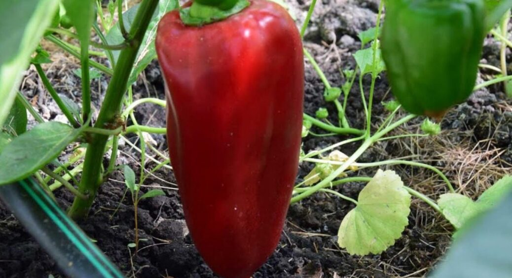 Не перець, а хіт 2015-2025: висаджую щовесни, і маю супер урожай – сусіди заздрять 