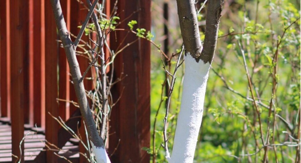 Не витрачайте час: чи потрібно робити побілку дерев навесні – вічні питання та точні відповіді 