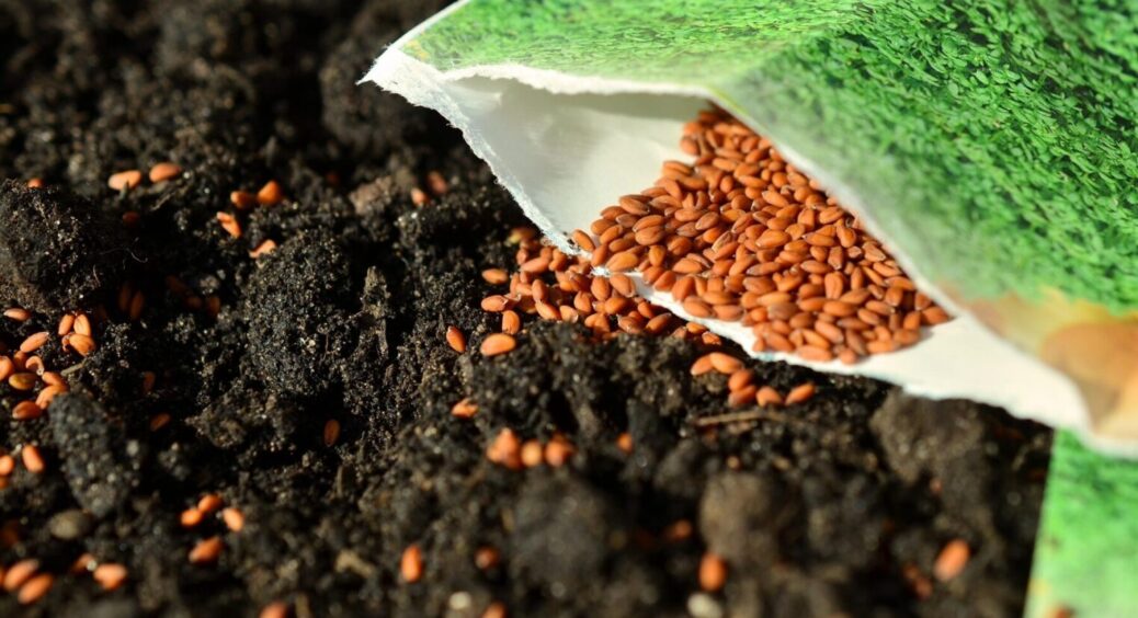 Ви можете не встигнути: яке насіння сіяти на розсаду в лютому – залишився лише тиждень 