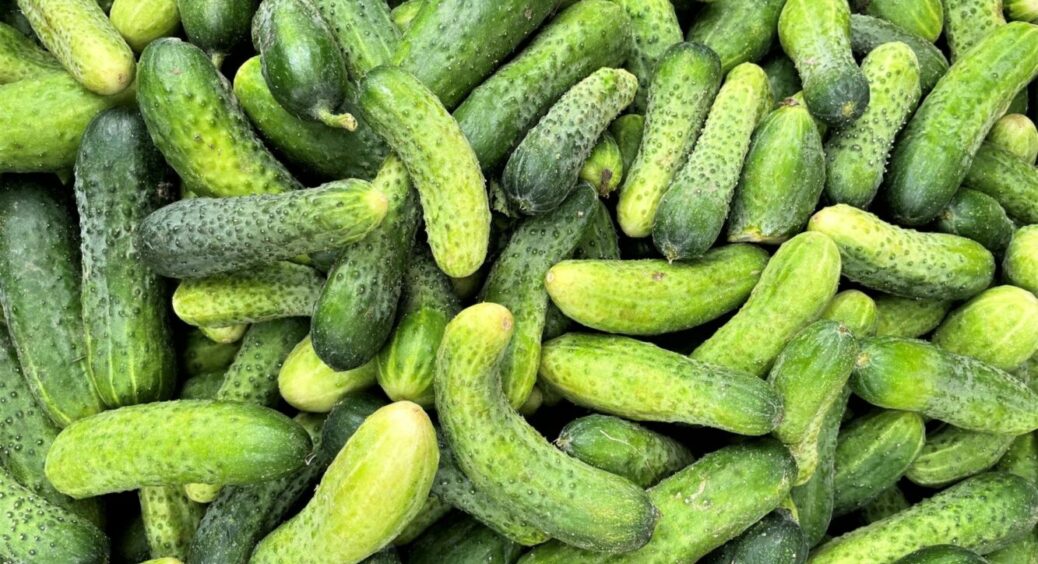 На Буковині садять огірки лише 2 сортів: інші не витримують холодних ночей, а ці родять до зими 