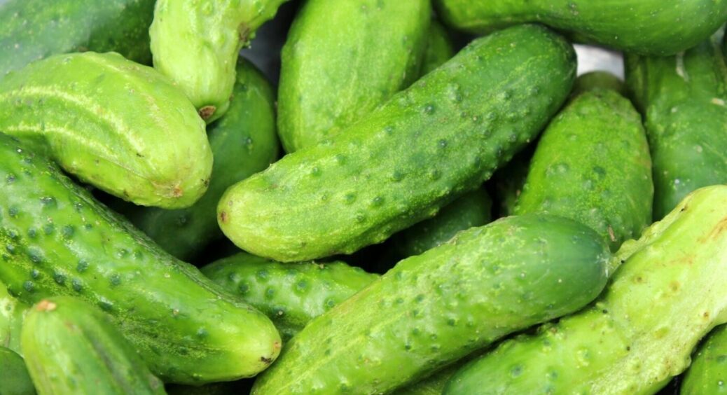 Сорт огірків, що родить за будь-якої погоди в Україні: його вивели німецькі науковці 