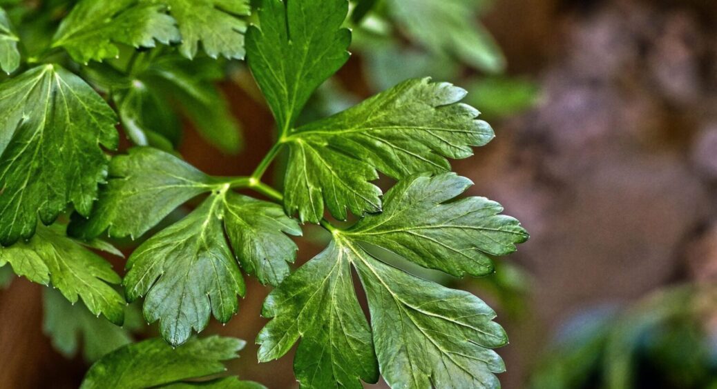 Город буде в цій петрушці весь сезон: італійський сорт, що росте до самих заморозків в Україні 