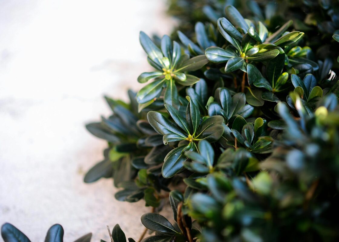 Ландшафтні дизайнери назвали ідеальну вічнозелену прикрасу для саду