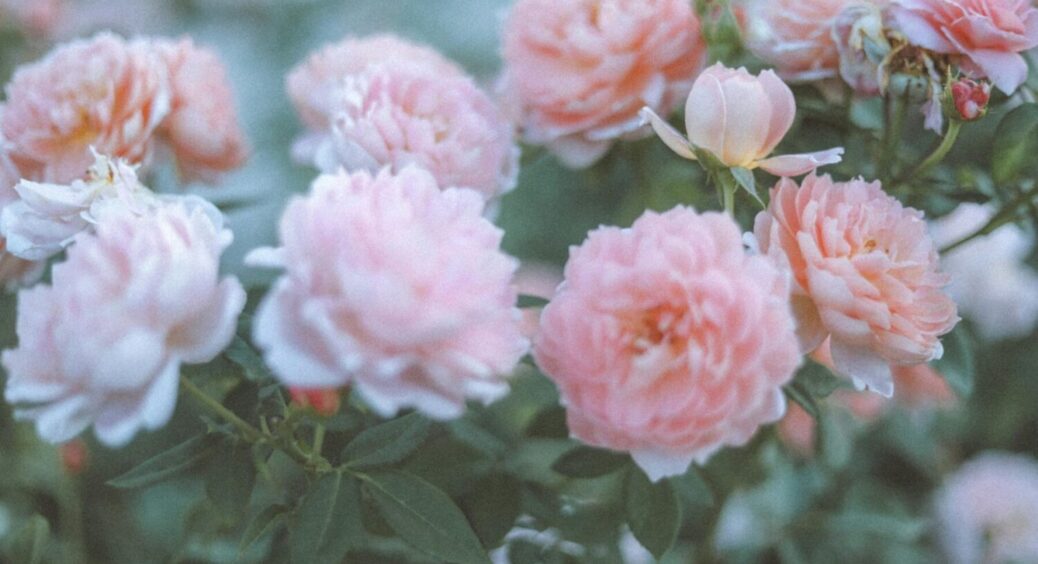 Чим підживити півонії, щоб цвіли як у казці: секрет із зошита моєї бабусі – не здогадаєтеся 