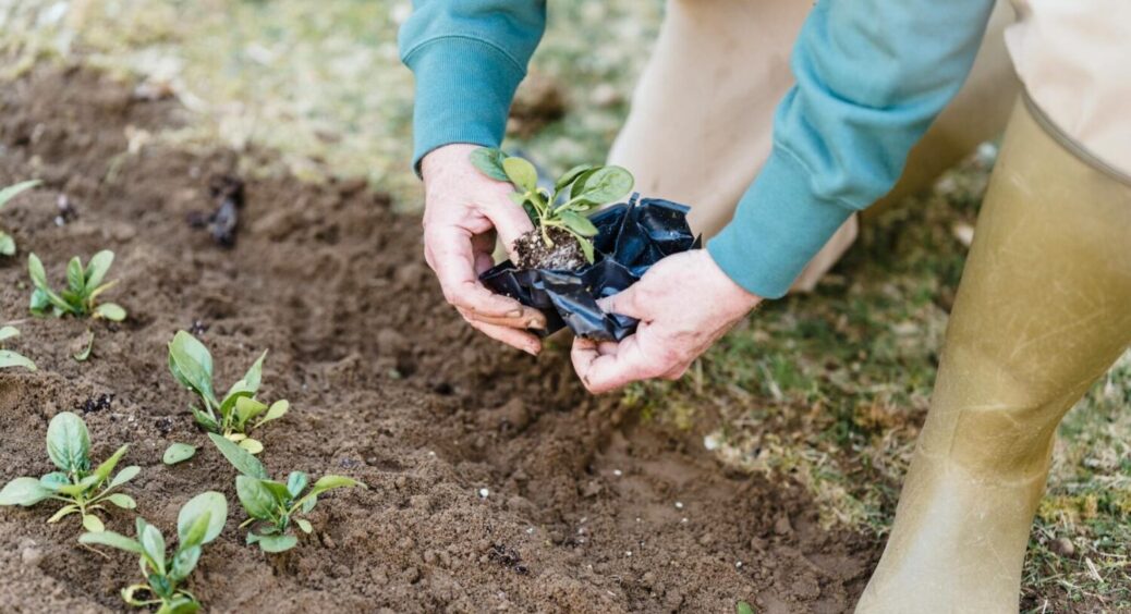 Проливаємо грядки окропом, а сусіди дивуються: врожай завжди щедрий, і ось чому 