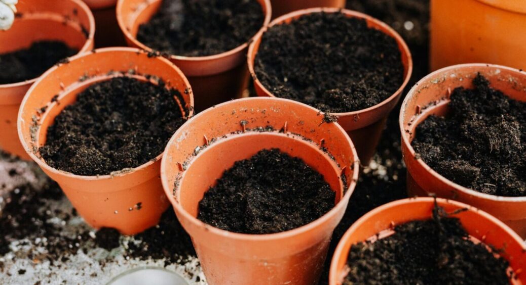 Не тільки томати, а й квіти: що потрібно встигнути посадити на розсаду у перші 2 тижні лютого 