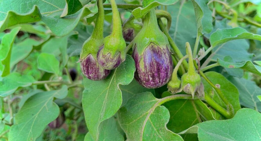 1 інгредієнт до лунки і баклажанів “море”: як збільшити врожайність “синеньких” в 2025-му 