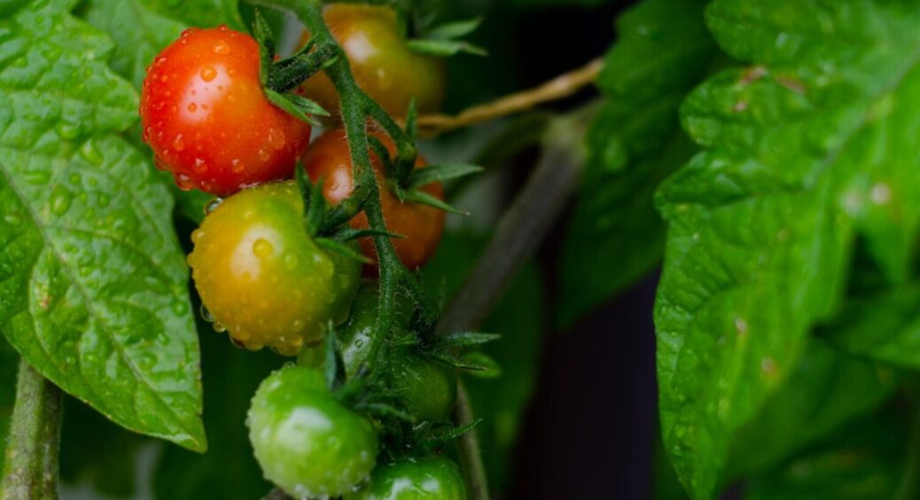 Ці 3 невибагливі сорти помідорів – гарантія щедрого урожаю: плоди дуже великі та соковиті 