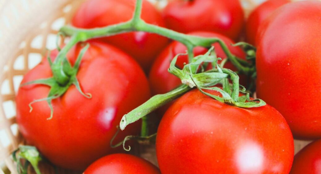 На кущі “місця живого” не буде від помідорів: цей низькорослий сорт – новинка для України 