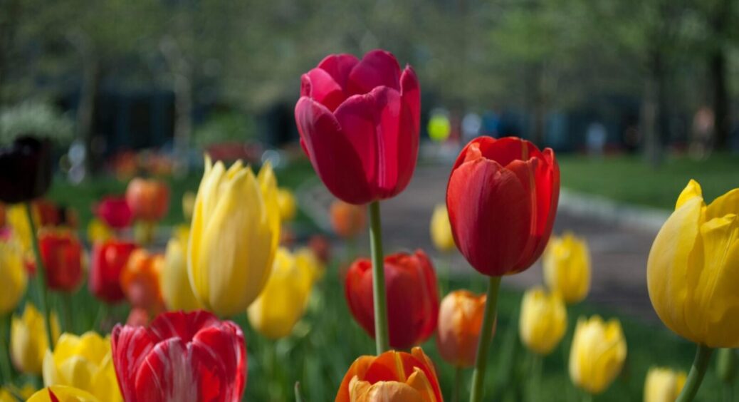 Наші бабусі робили це неправильно: ось як треба висаджувати тюльпани – 2 кроки, і все ідеально 