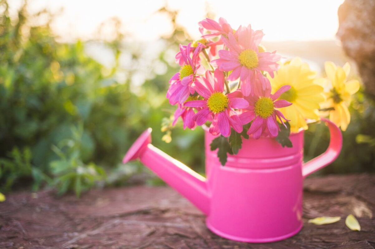 Садівники розповіли, які невибагливі квіти обрати для клумби