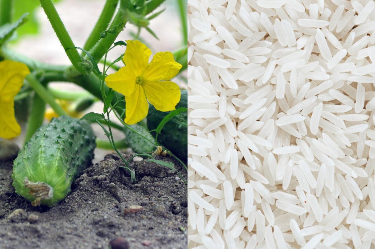 Городники розповіли, навіщо використовувати рис при вирощуванні огірків