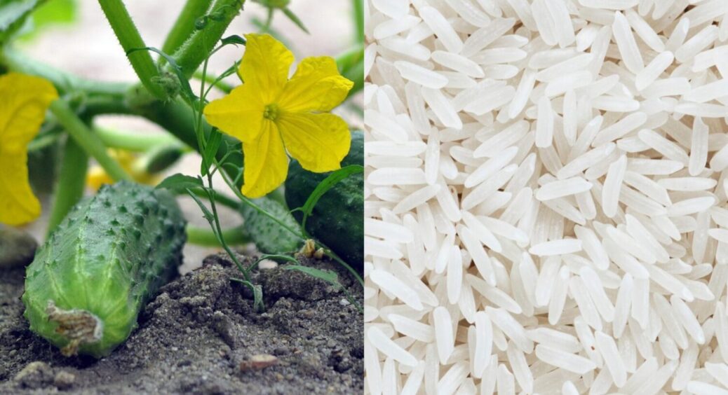 Додайте 1 ложку в ґрунт і готово! Як рис може прискорити дозрівання огірків втричі? 