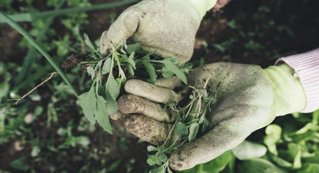 Поливаю грядки цим 1 розчином: бур’яни ростуть гірше, а от культура навпаки — сильніше 