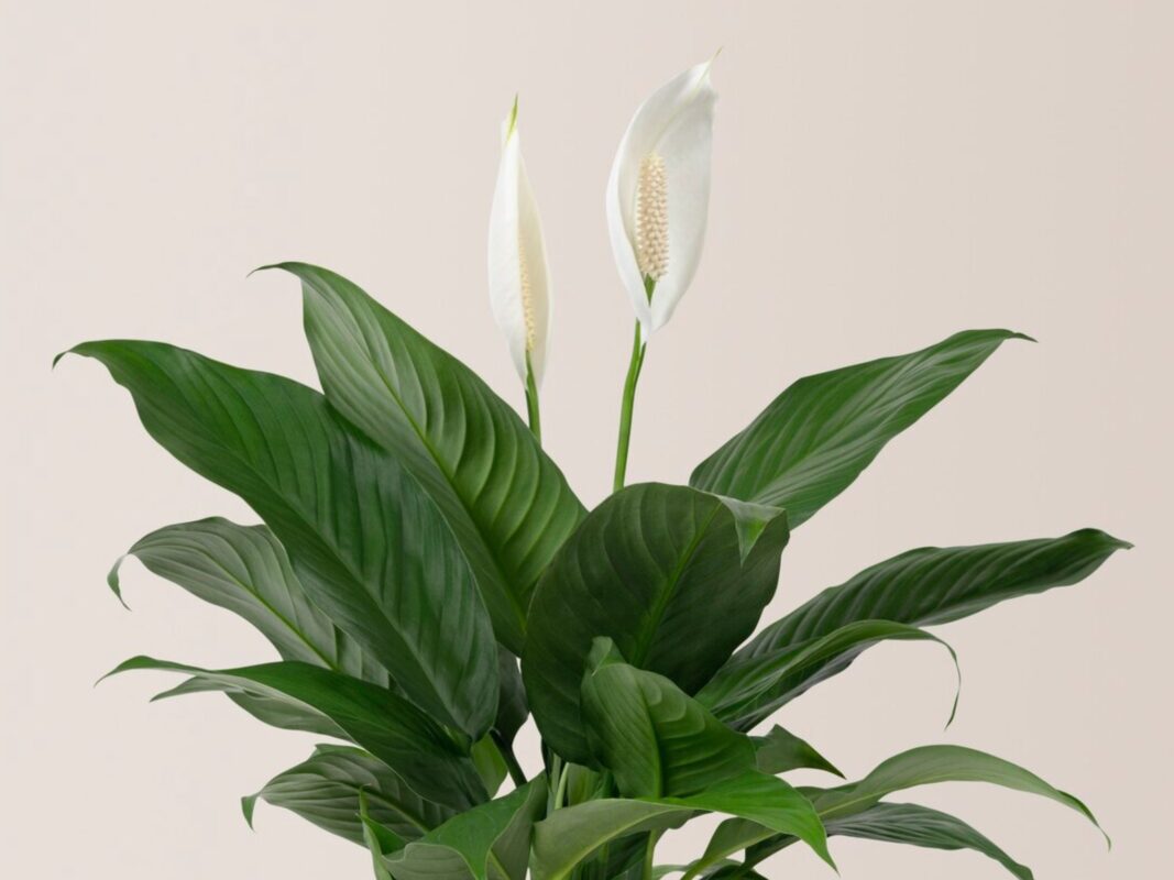 Квітникарі розсекретили найефективніше підживлення для жіночого щастя